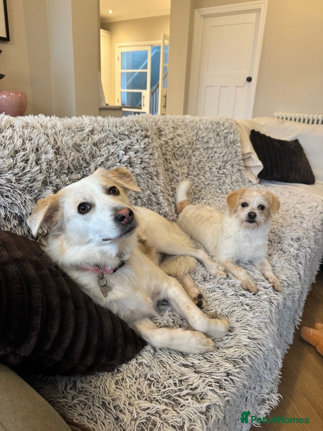 Mixed Breed dogs for adoption: Cynthia - Advert 7