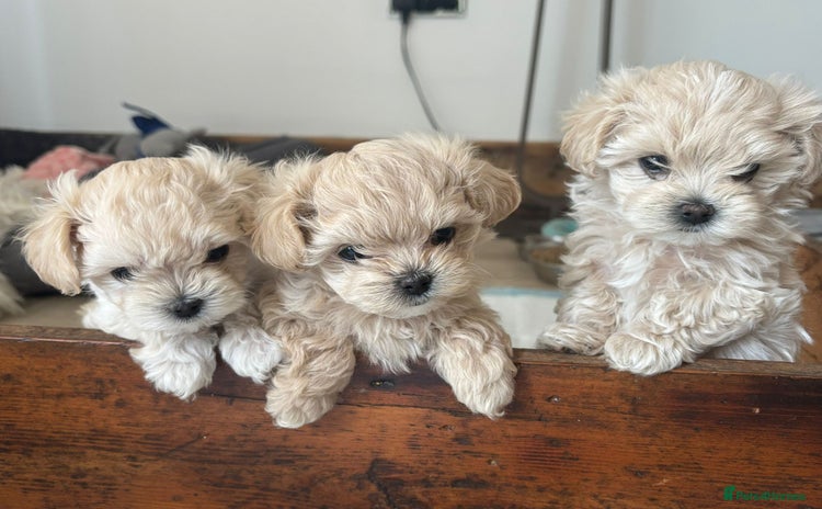 Maltipoo dogs - Advert 3