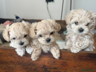 Maltipoo dogs - Advert 2