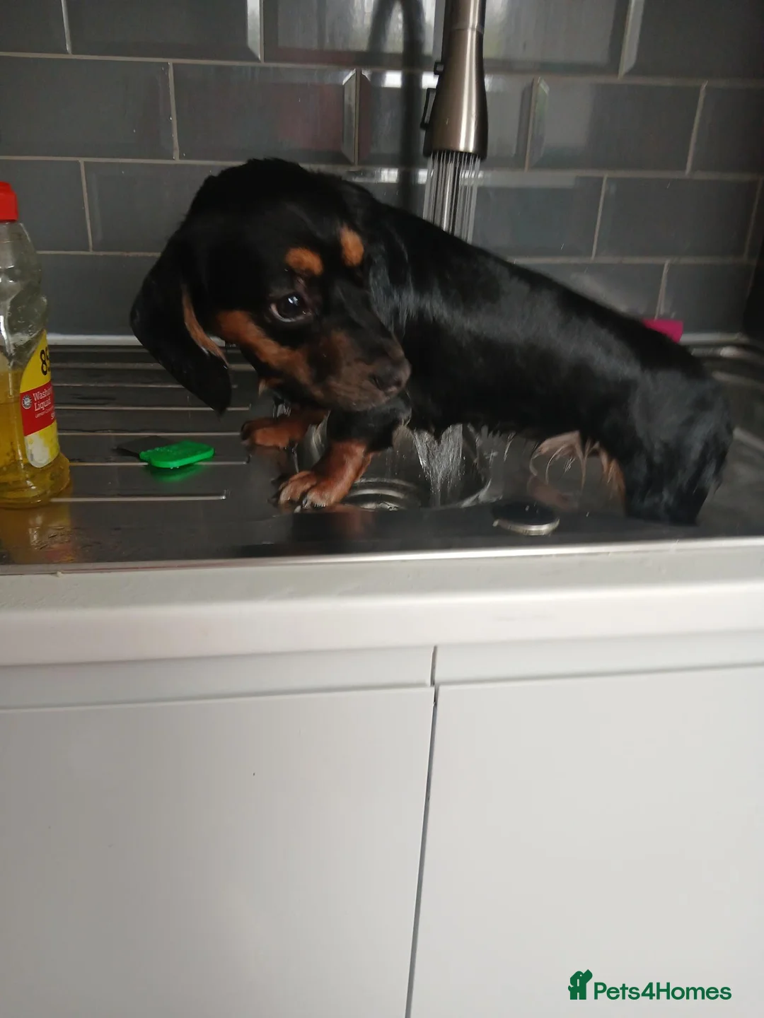 Dachshund dogs for sale: Dachshund intact female  in Bacup - Advert 2