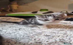 Persian cats for sale: A loveable Persian kitten - Image 33