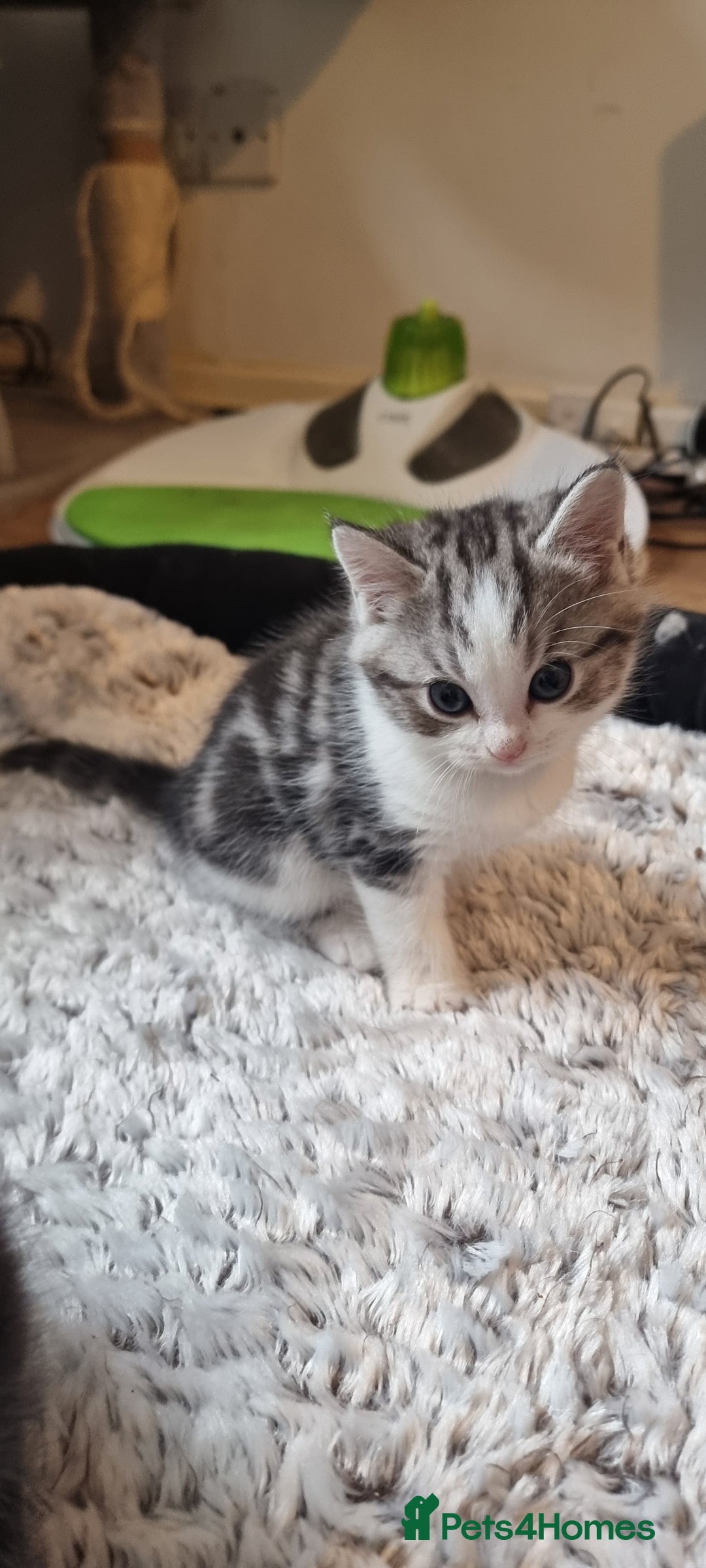 Persian cats for sale: A loveable Persian kitten - Image 33