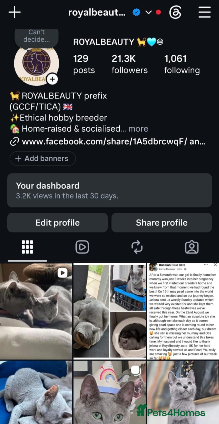 Russian Blue cats 🏆 Premium Russian Blue Kittens 🏅 - Advert 2