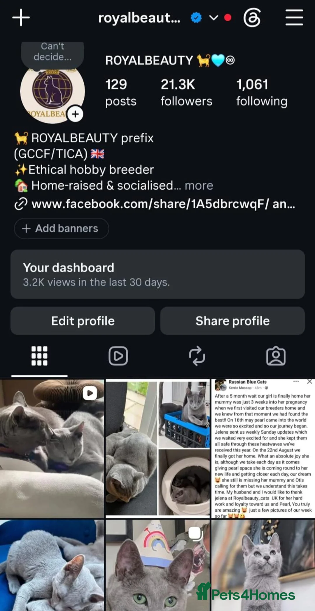 Russian Blue cats for sale: 🏆 Premium Russian Blue Kittens 🏅 - Advert 2