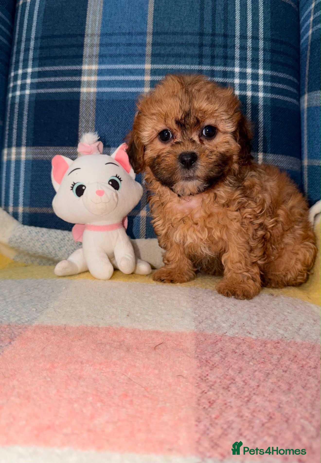 Shihpoo dogs 💜🧡💛Stunning Shihpoo Puppies Ready Now💛🧡💜 - Advert 1