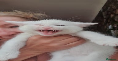 Turkish Angora cats - Advert 12