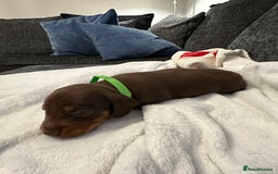 Miniature Dachshund dogs for sale: Stunning KC reg PRA clear Mini Dachshund puppies - Image 10