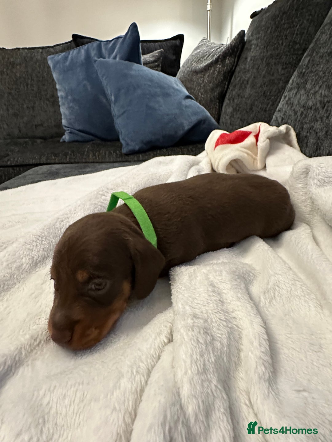 Miniature Dachshund dogs for sale: Stunning KC reg PRA clear Mini Dachshund puppies - Image 10
