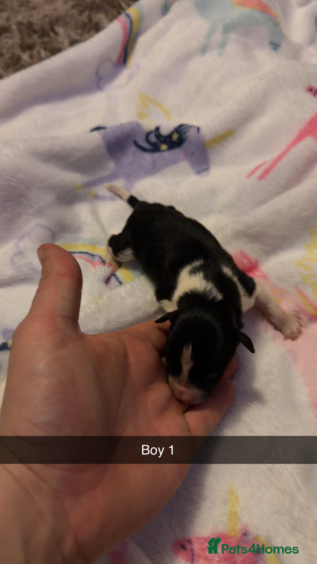 Border Collie dogs for sale: 10 amazing puppies - Advert 15