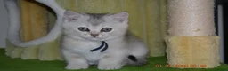 British Shorthair cats for sale: Cute & Playful Kittens for Sale – Vet Checked - Advert 3