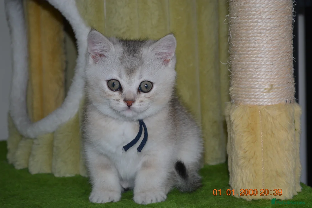 British Shorthair cats for sale: Cute & Playful Kittens for Sale – Vet Checked - Advert 3