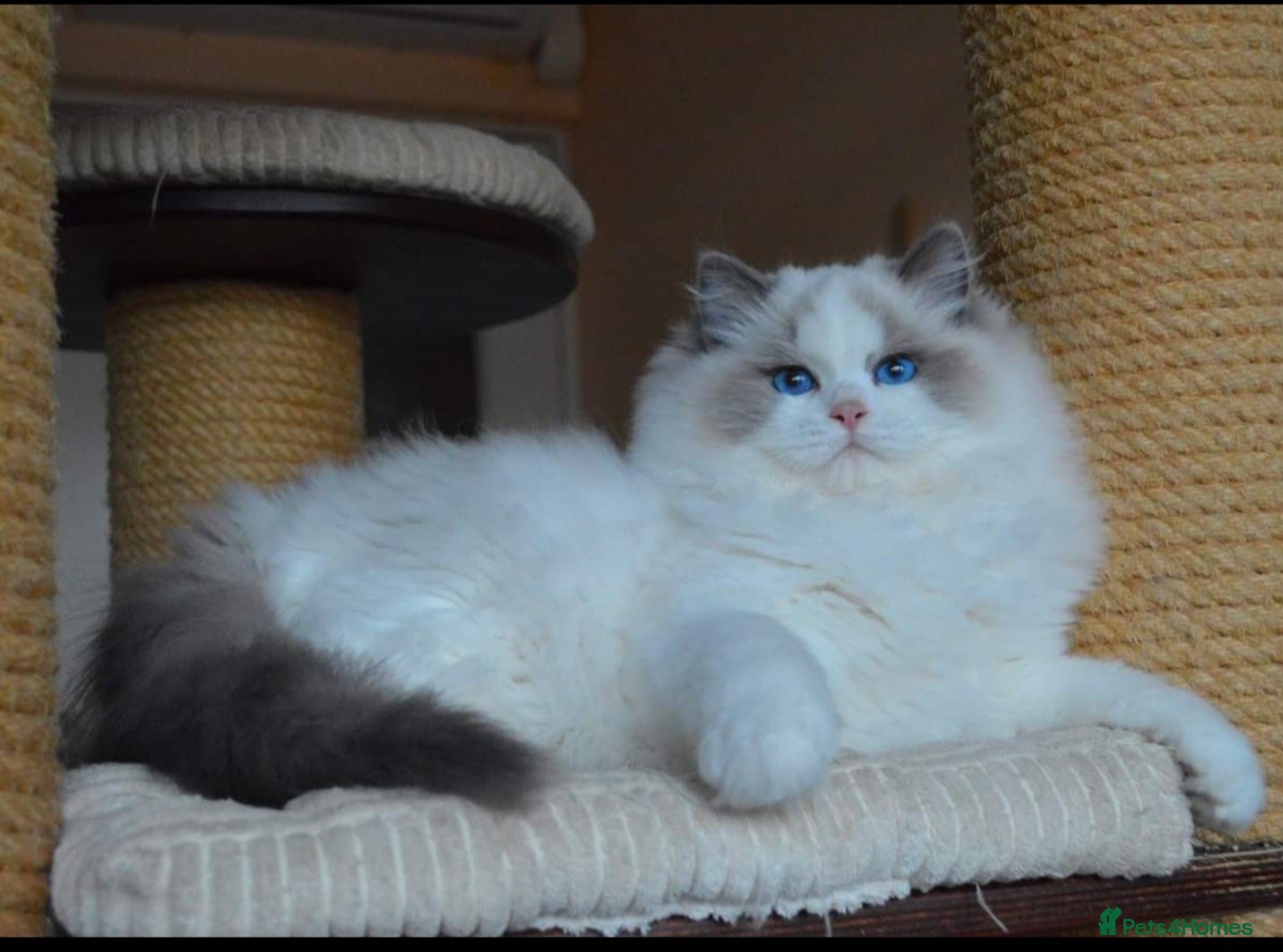 Ragdoll cats 🏆✨️Exclusive kittens from Champion parents🥇🐈 - Advert 1