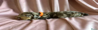 🧡 Orange Collar 