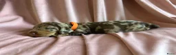 Miniature Dachshund dogs for sale:  KC Registered Miniature Dachshund Puppies in London - Advert 15