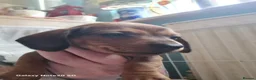 Dachshund dogs for sale: Minature daschund beautiful puppies - Advert 13