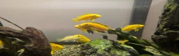 Cichlids fish for sale: Malawi cichlids  in Kendal - Advert 2
