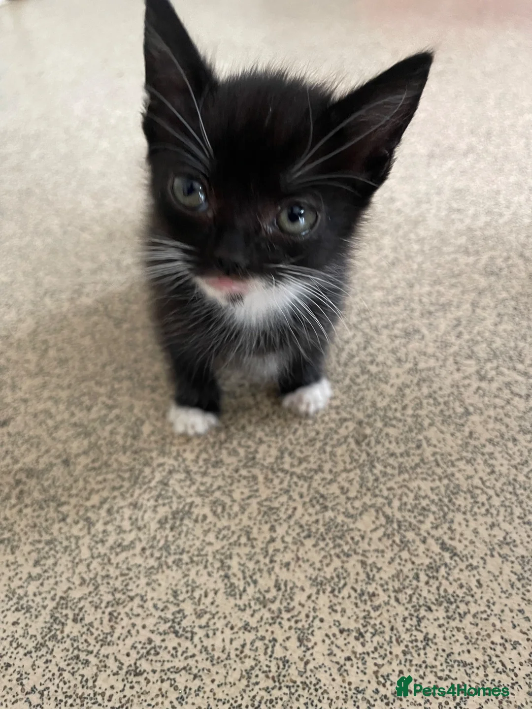 British Shorthair cats for sale: 3 Kittens For Sale Ready Now  - Advert 10