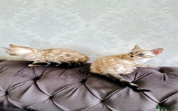 Bengal cats for sale: 🐾***GORGEOUS PURE SNOW BENGAL***🐾 - Advert 4