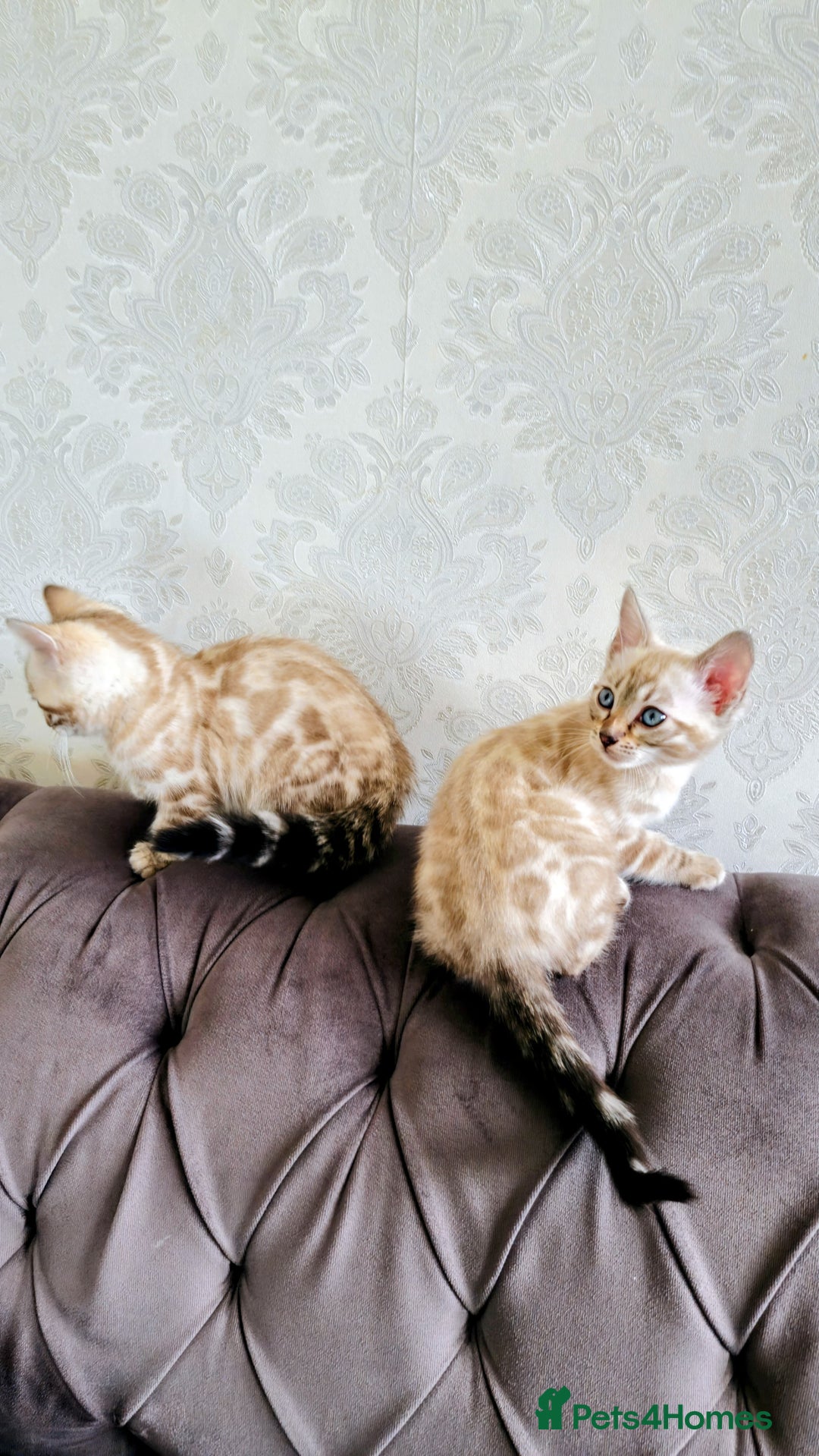 Bengal cats for sale: 🐾***GORGEOUS PURE SNOW BENGAL***🐾 - Advert 4