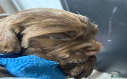 Sprocker dogs for sale: 1 chocolate boy sproker 10 weeks  - Image 15