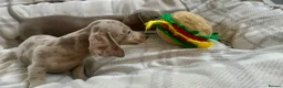 Miniature Dachshund dogs for sale: Miniature Dutch hound puppies - Advert 10