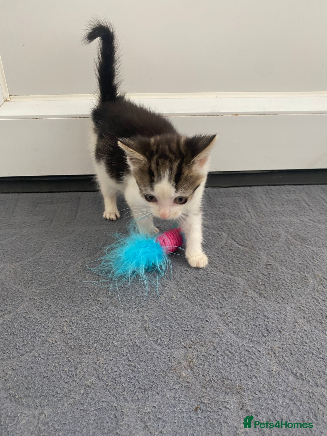 Mixed Breed cats for sale: Beautiful kittens ready now  - Image 6