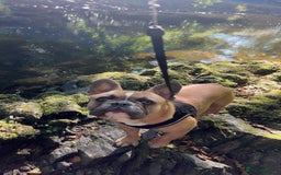 French Bulldog dogs for sale: LOKI 7 months old - Image 2