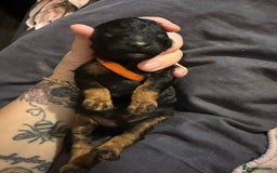Cockapoo dogs for sale: 3 healthy phantom F1B cockapoo boys for sale  - Image 9