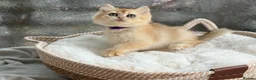 British Shorthair cats for sale: 💛Premium golden chinchilla bsh kittens 💛 - Advert 21