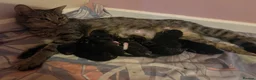 Mixed Breed cats for sale: Litter of 7 kittens  - Advert 9