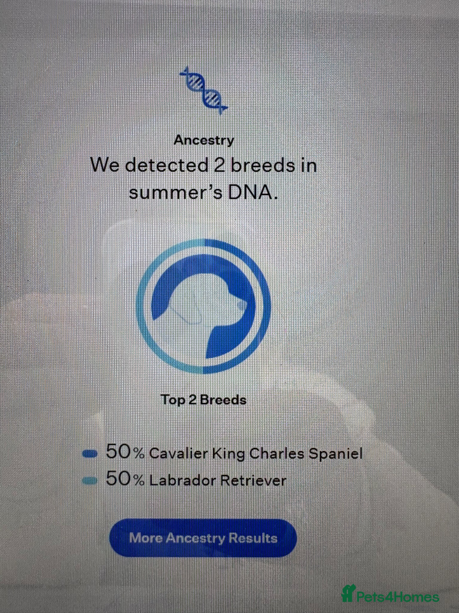 Mixed Breed dogs Truly Stunning Female cavador  - Advert 2