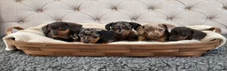 Miniature Dachshund dogs for sale: PRA CLEAR, KC REG MIN DACHSHUNDS  - Advert 1
