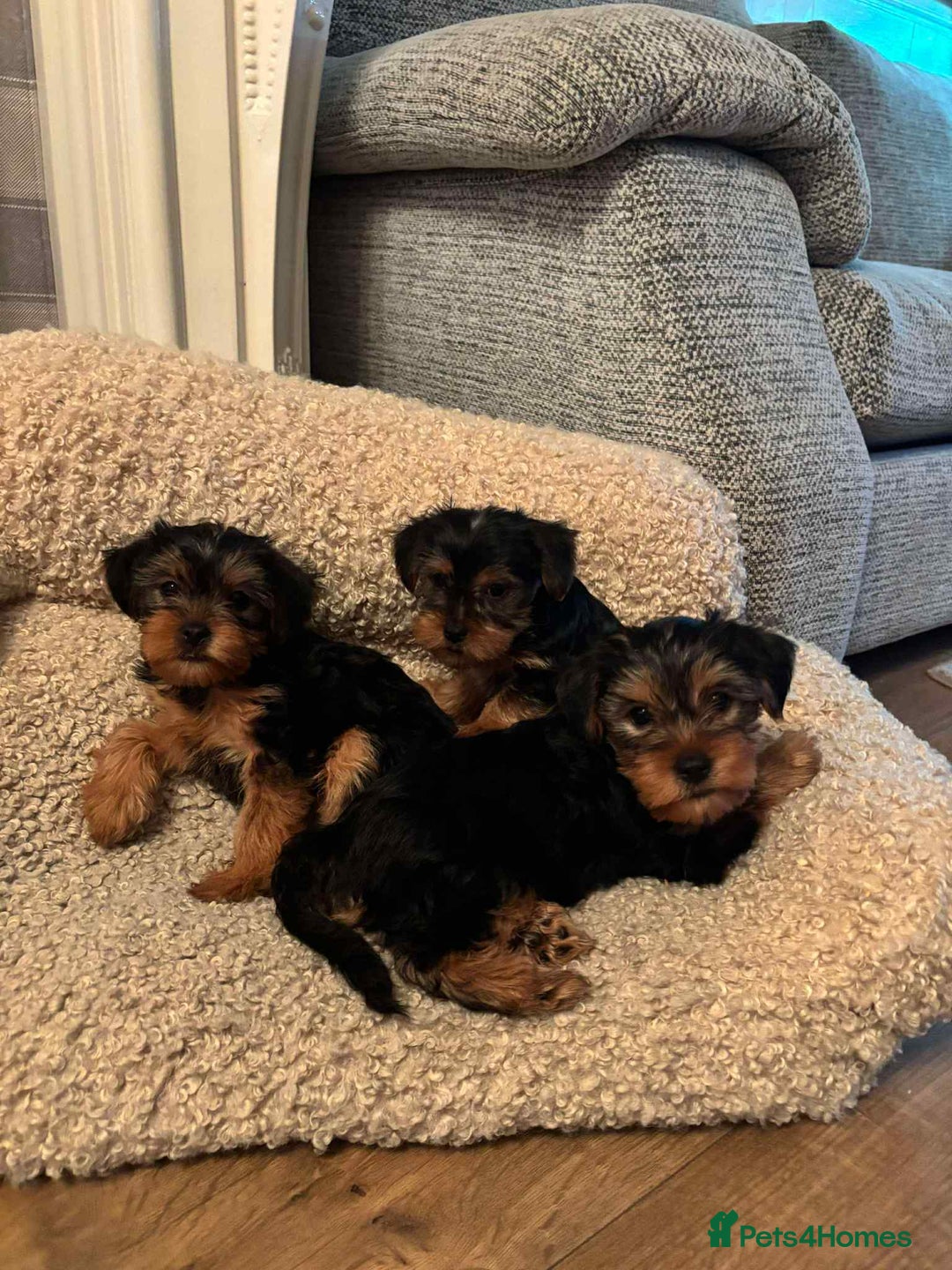 Yorkshire Terrier dogs for sale: Two Female Yorkshire Terrier Puppies  - Advert 4