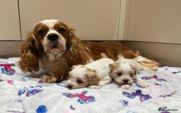 Cavalier King Charles Spaniel dogs for sale: Beautiful Cavalier Cross Maltese Puppies  - Advert 8