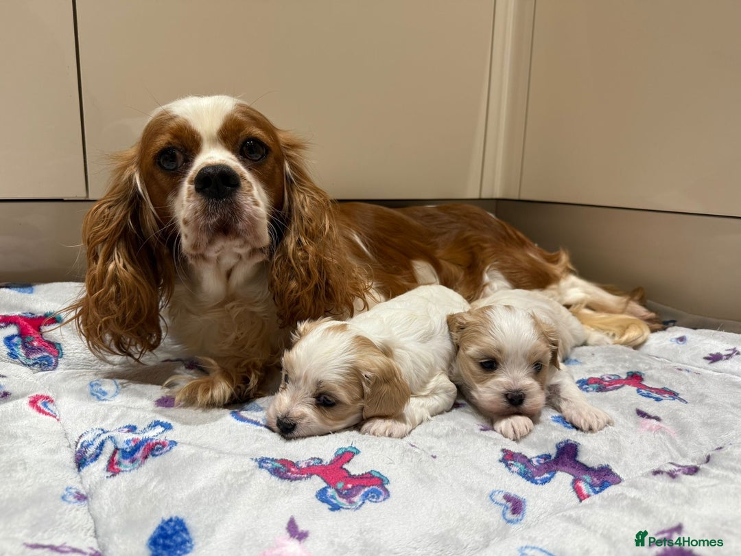 Cavalier King Charles Spaniel dogs for sale: Beautiful Cavalier Cross Maltese Puppies  - Advert 8