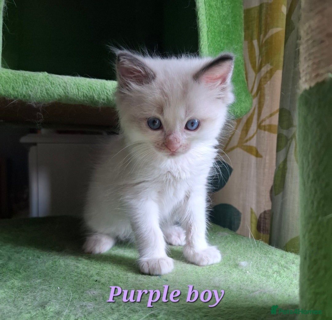 Ragdoll cats for sale: GCCF Gorgeous Pure Pedigree Ragdoll Kittens - Image 8