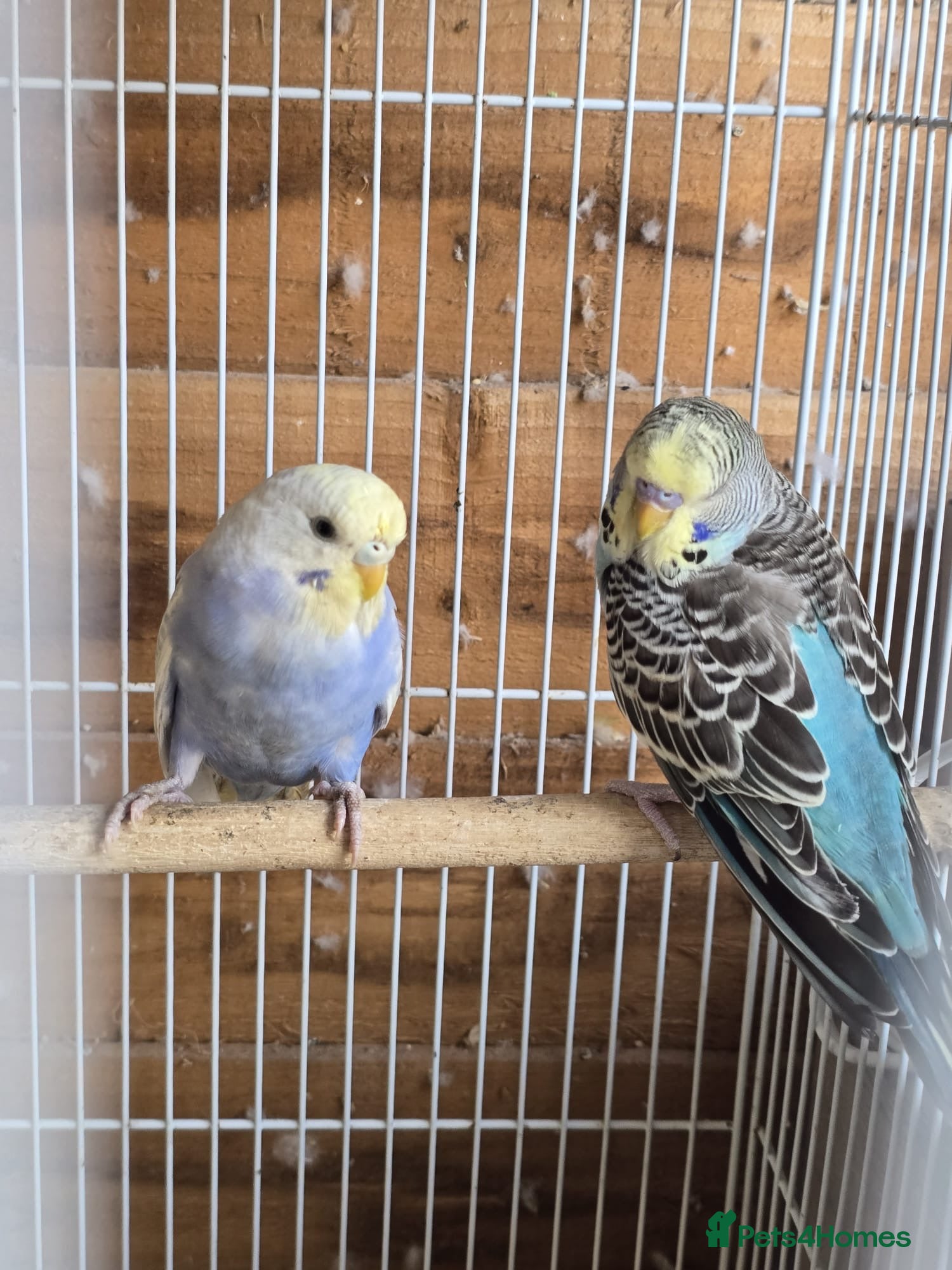 Budgerigars birds Colourful Budgies Healthy Social and Ready to Fly! - Advert 2