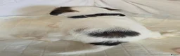 Chinese Crested dogs for sale: Pure Chinese Crested Puppies - Advert 24
