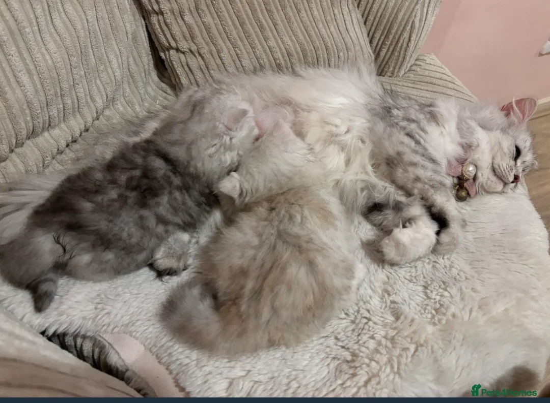 Persian cats for sale: I have two kittens  - Advert 13