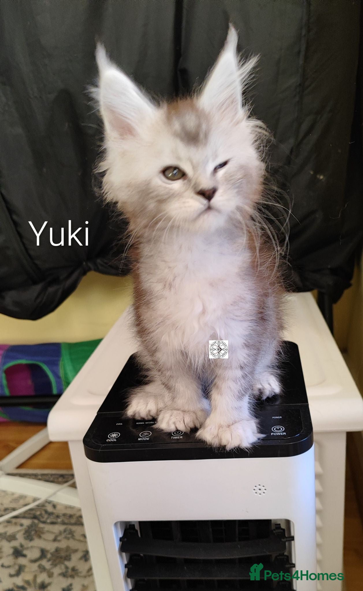 Maine Coon cats Polidactyl maine coon 2 girls ❤️ - Advert 1
