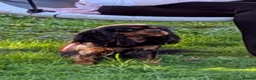 Cavalier King Charles Spaniel dogs for sale: Cavalier King Charles 2 Year Old Loving Female in Deeside - Advert 3
