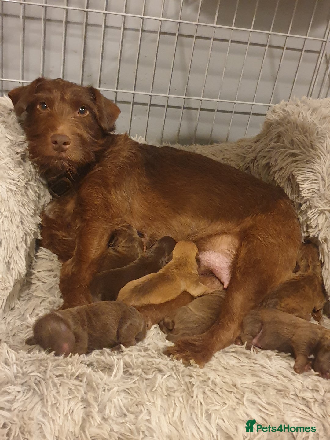 Patterdale Terrier dogs for sale: Beautiful Patterdale terrier puppy  - Advert 2