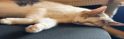 Mixed Breed cats for sale: Gorgeous Little Ginger Boy - Advert 7