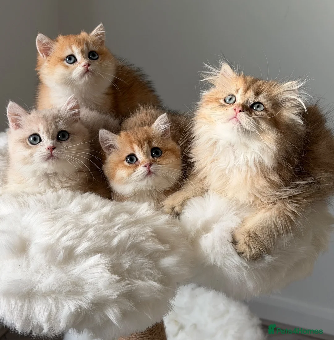 British Shorthair cats for sale: British Shorthair or Longhair golden kittens  - Advert 1