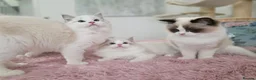 Ragdoll cats for sale: ✨️Champion European lines. Tica registered - Advert 16