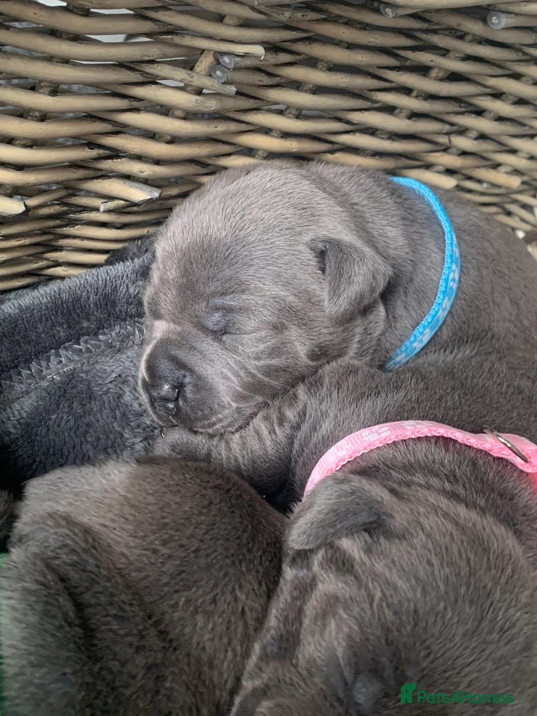 Staffordshire Bull Terrier dogs for sale: ⭐️Blue staffy pups ⭐️ - Advert 7