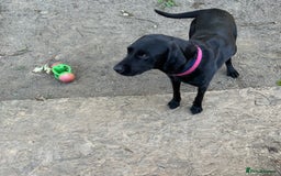 Labrador Retriever dogs for sale: For sale Female Labrador  - Image 6