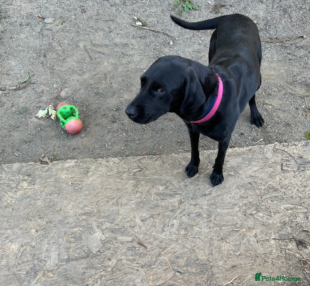 Labrador Retriever dogs for sale: For sale Female Labrador  - Image 6
