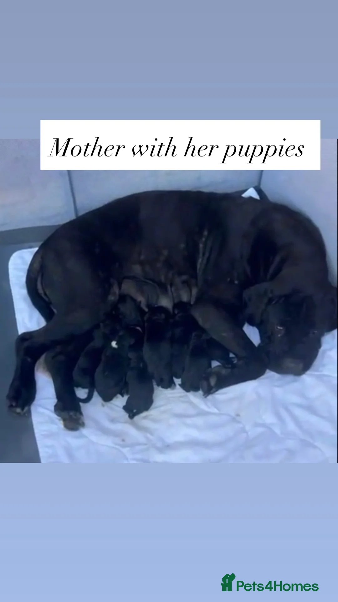 Cane Corso dogs for sale: Cane Corso for sale in Mansfield - Advert 1