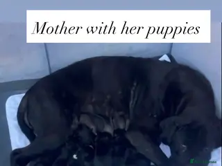 Cane Corso dogs Cane Corso for sale - Advert 2